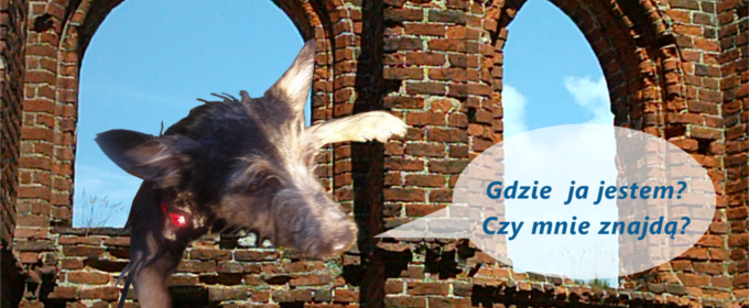 Zgubiony pies na murze z cegły